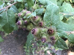 Arctium minus
