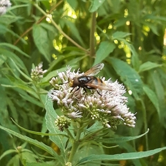 Volucella zonaria