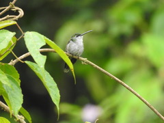 Campylopterus largipennis