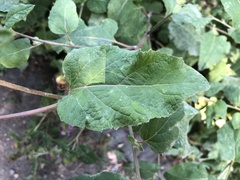 Arctium minus