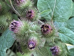 Arctium minus