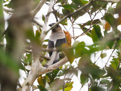 Dendrocitta cinerascens