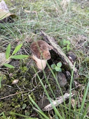 Boletus atkinsonii