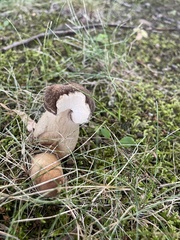 Boletus atkinsonii