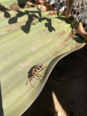 Probergrothius angolensis