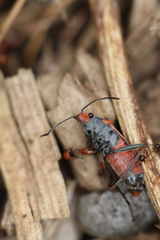 Melanerythrus mactans