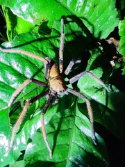Heteropoda tetrica