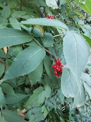 Sambucus racemosa
