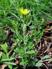 Menodora helianthemoides