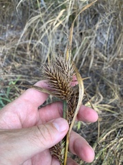 Carex lupuliformis