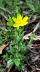 Menodora helianthemoides