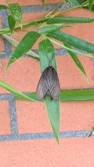 Histia flabellicornis