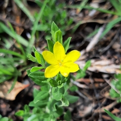 Menodora helianthemoides