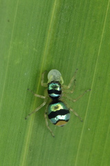 Phintella vittata