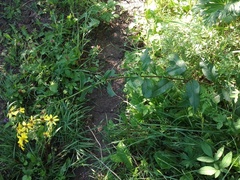 Senecio sarracenicus