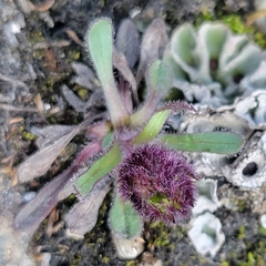 Erigeron humilis