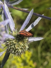 Graphosoma italicum