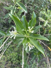 Cestrum diurnum