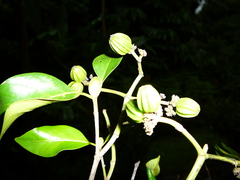 Coptosperma mitochondrioides