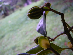 Coptosperma mitochondrioides