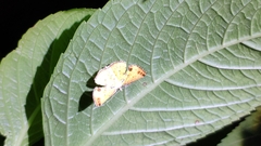 Corymica arnearia
