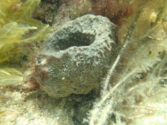Polydorella
