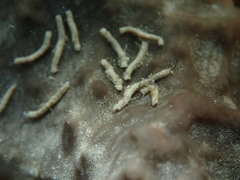 Polydorella