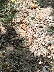 Podarcis muralis muralis