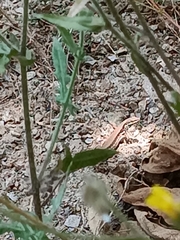 Podarcis muralis muralis