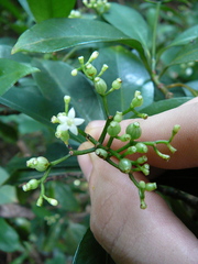 Image of Psychotria comorensis