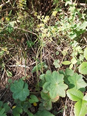 Alchemilla subcrenata