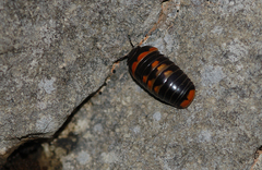 Glomeris pulchra