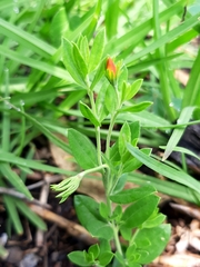 Menodora helianthemoides