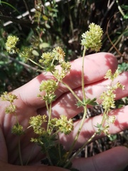 Alchemilla subcrenata