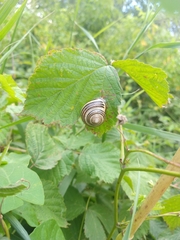 Cepaea nemoralis