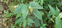 Begonia × buimontana