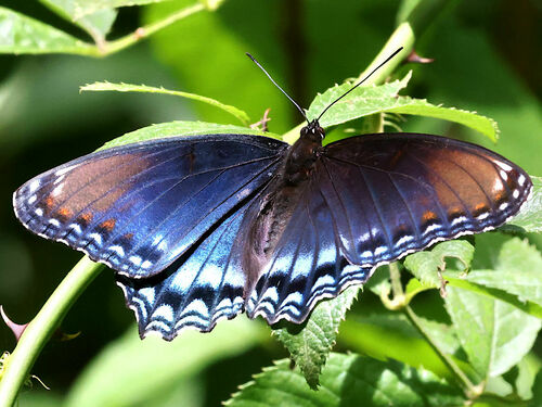 Red-spotted purple