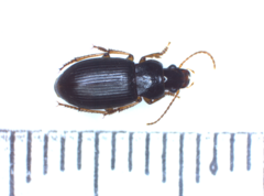 Parophonus maculicornis