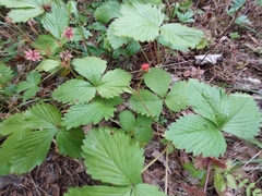 Fragaria vesca