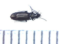 Syntomus foveatus