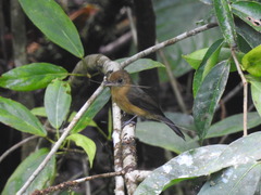Myiobius villosus