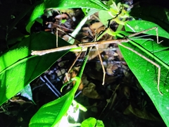 Parapachymorpha dentata