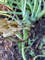 Eichlinia cucurbitae