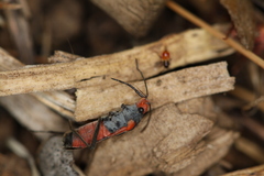 Melanerythrus mactans