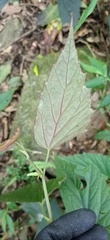 Begonia × buimontana