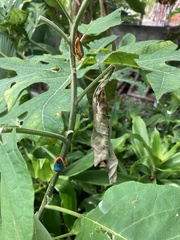 Edessa rufomarginata