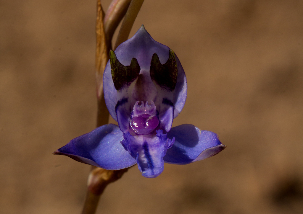 Disa praecox