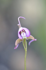 Disperis capensis