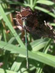 Chalcolestes viridis