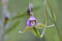 Disperis capensis